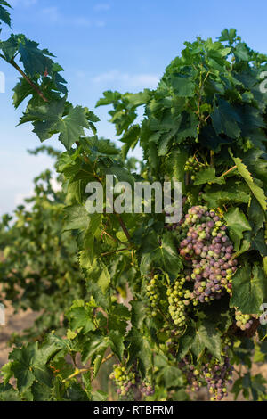 Mazzetto di acerbe uve blu con foglie, vigneto in autunno Foto Stock