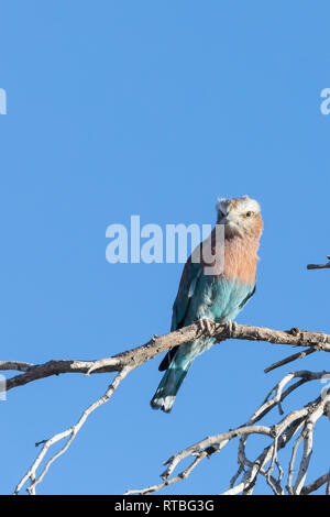 Rullo tostato lilla, Coracias cordata, arroccato su un ramo, Kalahari, Capo del Nord, Sud Africa Foto Stock