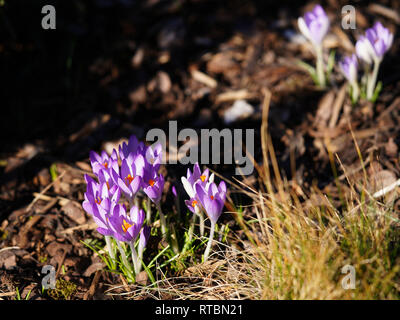 Viola Crocus fiori che fioriscono in primavera Foto Stock