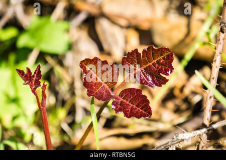 Nuova quercia di veleno foglie, California Foto Stock