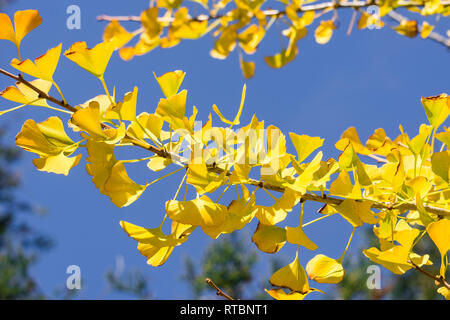 Caduta ginkgo tree golden foglie gialle su un cielo blu di sfondo, California Foto Stock