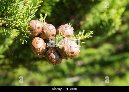 Close up di Monterey dagli alberi di cipresso (Cupressus macrocarpa) coni, California Foto Stock