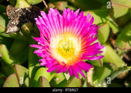 Viola Carpobrotus edulis fiore, California Foto Stock