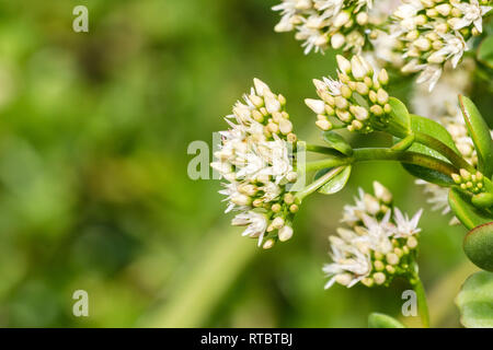 Blooming Crassula ovali dopo un giorno di pioggia, California Foto Stock