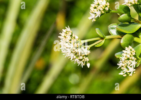 Blooming Crassula ovali dopo un giorno di pioggia, California Foto Stock