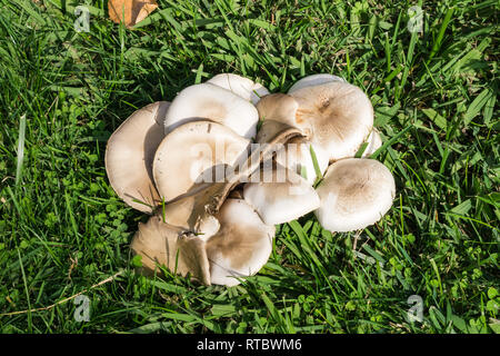 Cluster di funghi che crescono su un prato dopo la pioggia, California Foto Stock