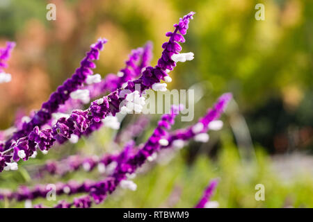 Salvia messicana arbusto che fiorisce in novembre, California Foto Stock