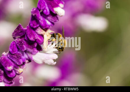 Bee impollinatori un messicano di salvia fiore, California Foto Stock