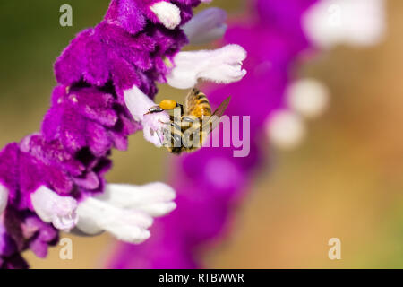 Bee impollinatori un messicano di salvia fiore, California Foto Stock