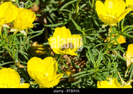Il miele delle api in California Nana papavero (Eschscholzia caespitosa) Foto Stock