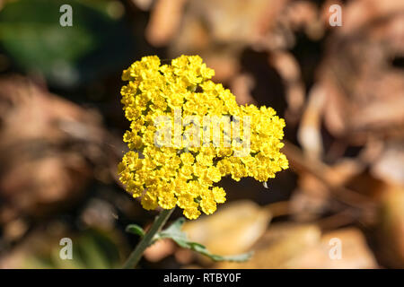 Foto macro di fernleaf achillea fiori (Achillea filipendulina), California Foto Stock