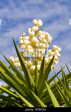 Yucca madrensis fiore, California Foto Stock