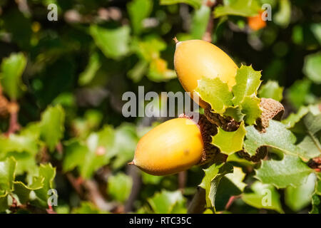 Oak tree branch acorn dado come bella stagione autunno sfondo, California Foto Stock