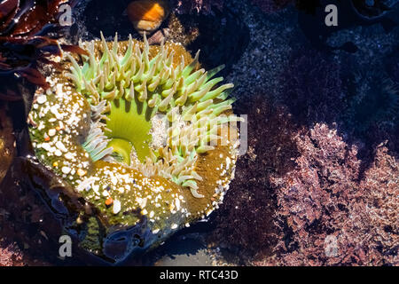 Verde gigante Anemone, Fitzgerald riserva marina, California Foto Stock