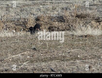 Un membro dalla gamma 266 Squadrone simula un nemico attacco a terra per 124a forze di sicurezza Squadron durante la 124Fighter Ali grande disponibilità Esercizio, 8 febbraio 2019 a Campo Gowen a Boise, Idaho. Lo scopo del MRE è garantire aviatori sono preparati per qualsiasi scenario di distribuzione. Foto Stock