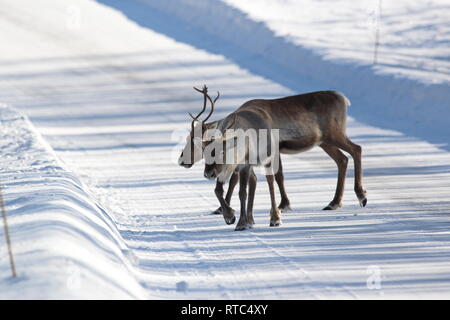 Due renne (Rangifer tarandus) lentamente stanno attraversando una coperta di neve vicolo del paese su una soleggiata giornata invernale. Foto Stock