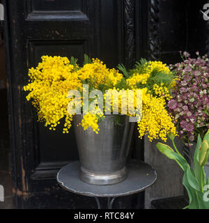 Acacia dealbata. Mimosa in vendita presso il negozio di fiori a Londra Foto Stock