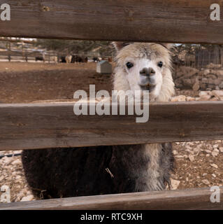 Un ritratto di alpaca, fotografato in una lama e alpaca fattoria nel deserto del Negev in Israele Foto Stock