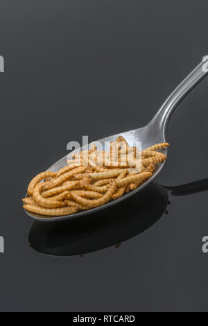 Liofilizzato Mealworms / Tenebrio molitor su un cucchiaio. Metafora di mangiare i bug, mangiando insetti, entomofagia, insetti commestibili, insetti commestibili, insetti come cibo Foto Stock