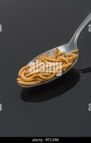 Liofilizzato Mealworms / Tenebrio molitor su un cucchiaio. Metafora di mangiare i bug, mangiando insetti, entomofagia, insetti commestibili, insetti commestibili, insetti come cibo Foto Stock