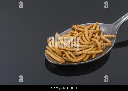 Liofilizzato Mealworms / Tenebrio molitor su un cucchiaio. Metafora di mangiare i bug, mangiando insetti, entomofagia, insetti commestibili, insetti commestibili, insetti come cibo Foto Stock