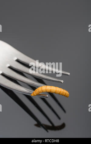 Commestibile singolo liofilizzato Mealworm / Tenebrio molitor sul rebbio della forcella. Metafora di mangiare i bug, mangiando insetti, entomofagia, insetti commestibili come cibo. Foto Stock