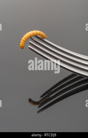 Commestibile singolo liofilizzato Mealworm / Tenebrio molitor sul rebbio della forcella. Metafora di mangiare i bug, mangiando insetti, entomofagia, insetti commestibili, bizzarro alimenti Foto Stock