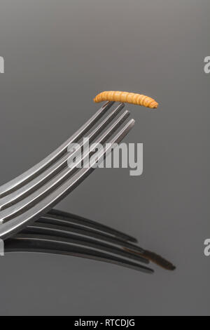 Commestibile singolo liofilizzato Mealworm / Tenebrio molitor su un rebbio della forcella. Metafora di mangiare i bug, mangiando insetti, entomofagia, insetti commestibili bizzarro alimenti Foto Stock