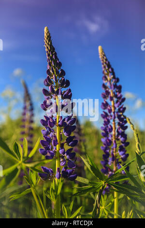 Viola i lupini in una giornata di sole Foto Stock