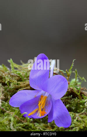 Una singola molla Crocus o zafferano fiore giacente su un verde muschio contro bokeh di fondo grigio, vista ravvicinata Foto Stock