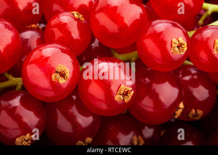 Red macro attuale closeup Foto Stock