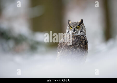 Grande gufo cornuto nella foresta di inverno Foto Stock