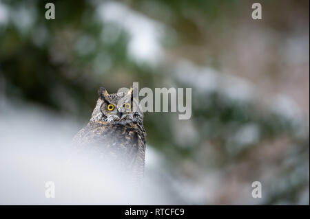 Grande gufo cornuto nella foresta di inverno Foto Stock