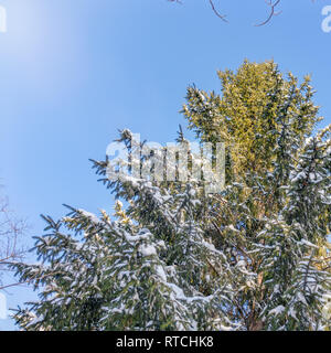 Cime di abeti ricoperti di neve fresca in una limpida giornata invernale contro un cielo blu. Bosco di abete rosso in inverno. La foresta di abete rosso sotto la neve. Envi naturale Foto Stock