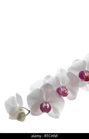 White Orchid Phalaenopsis (Moth Orchid) con centro rosa contro uno sfondo bianco Foto Stock