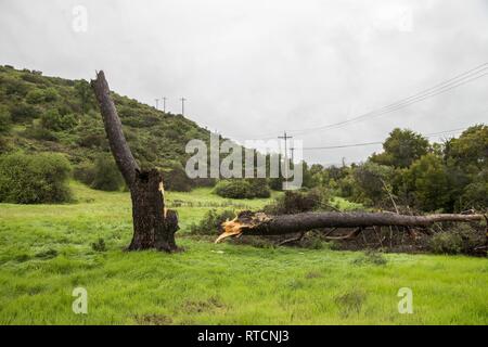 Un acquazzone provoca un albero a cadere su Rattlesnake Canyon Road al Marine Corps base (MCB) Camp Pendleton, California, 14 febbraio, 2019. Precipitazioni estreme a bordo MCB Camp Pendleton ha causato un sostanziale allagamento e flussi di detriti come un risultato di "Fiume atmosferica" le condizioni martellamento della California. Foto Stock