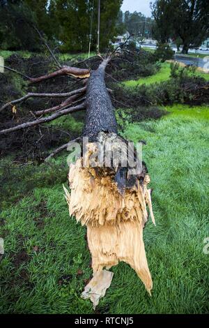 Un acquazzone provoca un albero a cadere su Rattlesnake Canyon Road al Marine Corps base (MCB) Camp Pendleton, California, 14 febbraio, 2019. Precipitazioni estreme a bordo MCB Camp Pendleton ha causato un sostanziale allagamento e flussi di detriti come un risultato di "Fiume atmosferica" le condizioni martellamento della California. Foto Stock