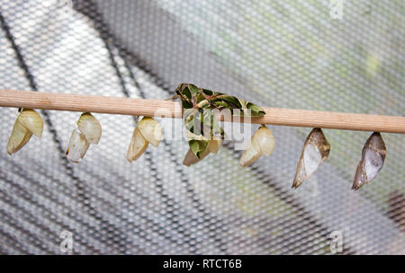 Daphnis nerii, l'oleandro hawk-moth o Army green tignola è della famiglia Sphingidae. La falena è in legno lungo con farfalla cappe. Foto Stock