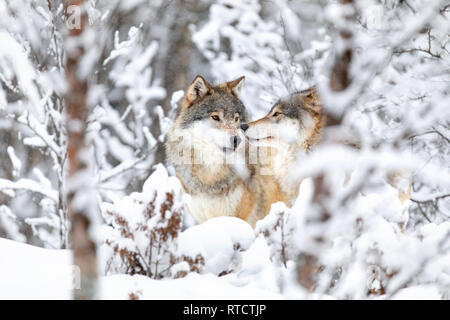 Due bellissimi lupi nella foresta di un giorno di neve in inverno Foto Stock