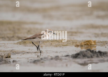 Sabbia minore plover / Charadrius mongolus Foto Stock