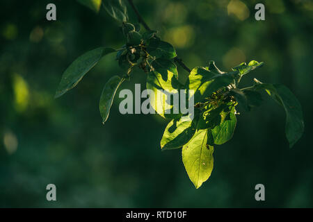 Apple i rami degli alberi con piccole mele verdi illuminato dal sole che splende attraverso la primavera estate sfondo. Messa a fuoco selettiva di ripresa macro con DOF poco profondo Foto Stock