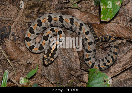 Western Rattlesnake pigmeo, Sistrurus miliarius Foto Stock