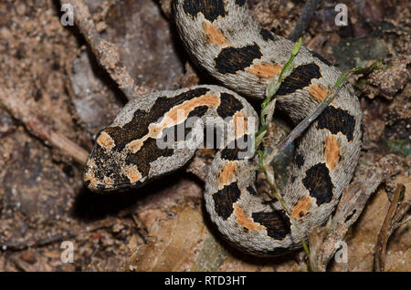 Western Rattlesnake pigmeo, Sistrurus miliarius Foto Stock