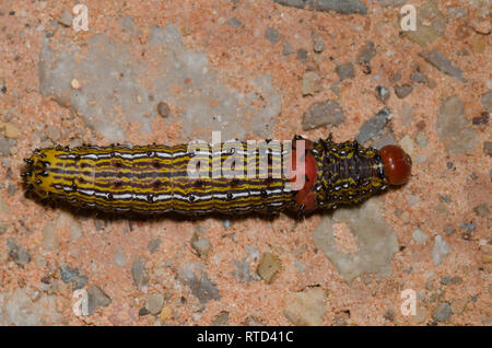 Caterpillar Moth, Oedemasia concinna, larva Foto Stock