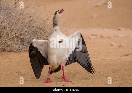 Oca egiziana / Alopochen aegyptiaca. Al Qudra lago. Emirati Arabi Uniti. Foto Stock