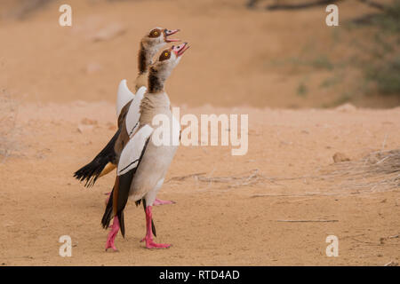 Oca egiziana / Alopochen aegyptiaca. Al Qudra lago. Emirati Arabi Uniti. Foto Stock