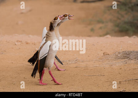 Oca egiziana / Alopochen aegyptiaca. Al Qudra lago. Emirati Arabi Uniti. Foto Stock