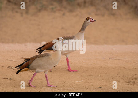 Oca egiziana / Alopochen aegyptiaca. Al Qudra lago. Emirati Arabi Uniti. Foto Stock