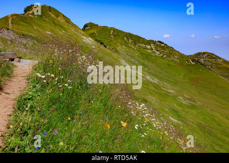 A piedi e fiore prato sulla cima della montagna vicino a Fronalpstock, Svizzera Foto Stock