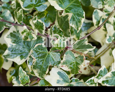 Close up della variegata di edera, astratto naturale Foto Stock